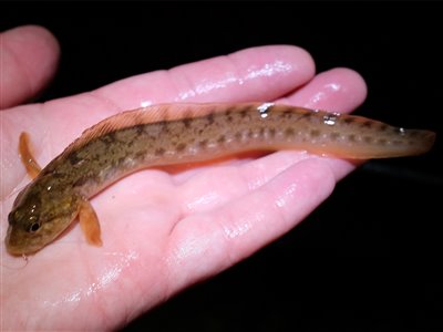 Ålekvabbe (Zoarces viviparus) Fanget ved medefiskeri.  Østjylland, Lillebælt (Kyst) ålekvabbefiskeri, ål, blåmusling