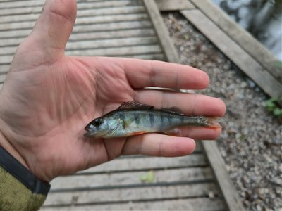 Aborre (Perca fluviatilis) Fanget ved medefiskeri.  Østjylland, (sted ikke oplyst) (Å / bæk) aborrefiskeri, striber, rygfinne, regnorm, majs, spinner