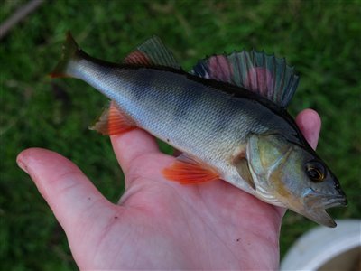 Aborre (Perca fluviatilis) Fanget ved medefiskeri.  Østjylland, Privat mose (Sø / mose) aborrefiskeri, striber, rygfinne, regnorm, majs, spinner