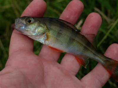 Aborre (Perca fluviatilis) Fanget ved medefiskeri.  Østjylland, privat sø (Sø / mose) aborrefiskeri, striber, rygfinne, regnorm, majs, spinner