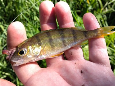 Aborre (Perca fluviatilis) Fanget ved medefiskeri.  Østjylland, privat sø (Sø / mose) aborrefiskeri, striber, rygfinne, regnorm, majs, spinner