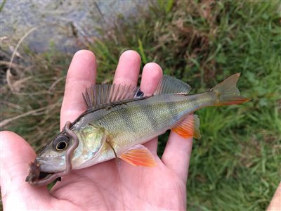 Aborre (Perca fluviatilis) Fanget ved medefiskeri.  Østjylland, privat sø (Sø / mose) aborrefiskeri, striber, rygfinne, regnorm, majs, spinner