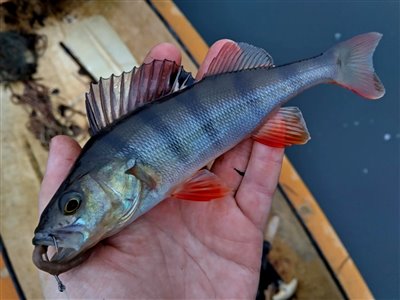 Aborre (Perca fluviatilis) Fanget ved medefiskeri.  Østjylland, Gudenåen (Å / bæk) aborrefiskeri, striber, rygfinne, regnorm, majs, spinner