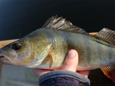 Aborre (Perca fluviatilis) Fanget ved medefiskeri.  Østjylland, Gudenåen (Å / bæk) aborrefiskeri, striber, rygfinne, regnorm, majs, spinner