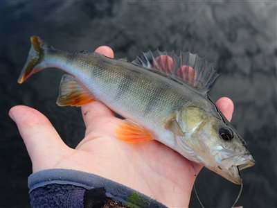 Aborre (Perca fluviatilis) Fanget ved medefiskeri.  Østjylland, Gudenåen (Å / bæk) aborrefiskeri, striber, rygfinne, regnorm, majs, spinner