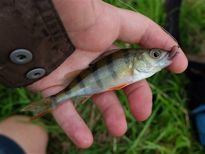 Aborre (Perca fluviatilis) Fanget ved medefiskeri.  Østjylland, privat sø (Sø / mose) aborrefiskeri, striber, rygfinne, regnorm, majs, spinner