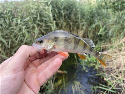 Aborre (Perca fluviatilis) Fanget ved medefiskeri. 
Denne aborre blev genudsat.
Der er mange småaborrer i bækken Nordsjælland, (sted ikke oplyst) (Å / bæk) aborrefiskeri, striber, rygfinne, regnorm, majs, spinner