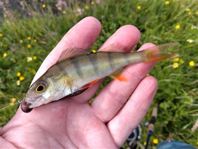 Aborre (Perca fluviatilis) Fanget ved medefiskeri.  Østjylland, privat sø (Sø / mose) aborrefiskeri, striber, rygfinne, regnorm, majs, spinner