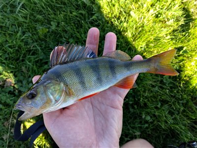 Aborre (Perca fluviatilis) Fanget ved medefiskeri.  Vestjylland, Stauning Havn (Havn / mole) aborrefiskeri, striber, rygfinne, regnorm, majs, spinner