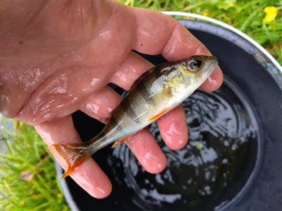 Aborre (Perca fluviatilis) Fanget ved medefiskeri.  Østjylland, privat sø (Sø / mose) aborrefiskeri, striber, rygfinne, regnorm, majs, spinner