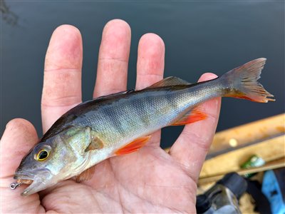 Aborre (Perca fluviatilis) Fanget ved medefiskeri. Perch pro. Østjylland, Gudenåen (Å / bæk) aborrefiskeri, striber, rygfinne, regnorm, majs, spinner