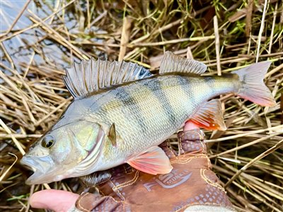 Aborre (Perca fluviatilis) Fanget ved medefiskeri. 
Denne aborre blev genudsat. Vestjylland, (sted ikke oplyst) (Sø / mose) aborrefiskeri, striber, rygfinne, regnorm, majs, spinner