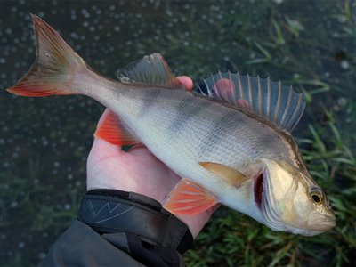 Aborre (Perca fluviatilis) Fanget ved medefiskeri.  Østjylland, Privat mose (Sø / mose) aborrefiskeri, striber, rygfinne, regnorm, majs, spinner