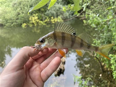 Aborre (Perca fluviatilis) Fanget ved medefiskeri. 
Denne aborre blev genudsat.
Småaborre Nordsjælland, (sted ikke oplyst) (Sø / mose) aborrefiskeri, striber, rygfinne, regnorm, majs, spinner