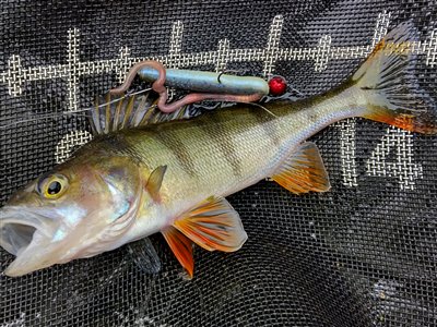 Aborre (Perca fluviatilis) Fanget ved spinnefiskeri.  Østjylland, privat sø (Sø / mose) aborrefiskeri, striber, rygfinne, regnorm, majs, spinner