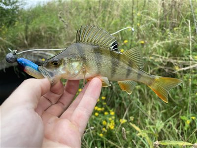 Aborre (Perca fluviatilis) Fanget ved spinnefiskeri. 
Denne aborre blev genudsat. Nordsjælland, (sted ikke oplyst) (Å / bæk) aborrefiskeri, striber, rygfinne, regnorm, majs, spinner