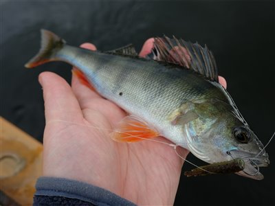 Aborre (Perca fluviatilis) Fanget ved spinnefiskeri.  Østjylland, Gudenåen (Å / bæk) aborrefiskeri, striber, rygfinne, regnorm, majs, spinner