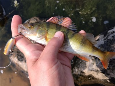 Aborre (Perca fluviatilis) Fanget ved spinnefiskeri. Aborre på popper! Popperen kan købes her: https://www.effektlageret.dk/shop/2299-popper/24209-gunki-hedorah-43f/ Vestjylland, Nissum fjord (Fjord) aborrefiskeri, striber, rygfinne, regnorm, majs, spinner