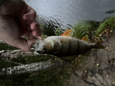 Aborre (Perca fluviatilis) Fanget ved spinnefiskeri. Denne aborre blev genudsat.  Nordsjælland, Sillebro ådal (Sø / mose) aborrefiskeri, striber, rygfinne, regnorm, majs, spinner