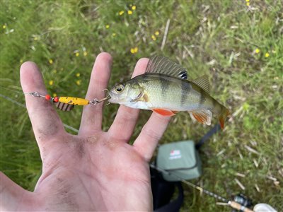 Aborre (Perca fluviatilis) Fanget ved spinnefiskeri. 
Denne aborre blev genudsat. Nordsjælland, (sted ikke oplyst) (Sø / mose) aborrefiskeri, striber, rygfinne, regnorm, majs, spinner