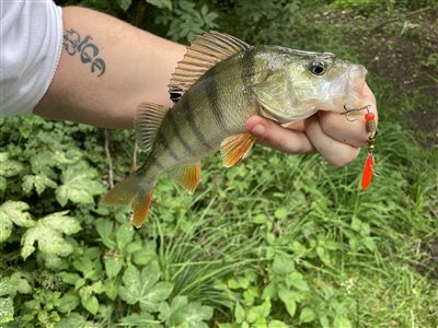 Aborre (Perca fluviatilis) Fanget ved spinnefiskeri. 
Denne aborre blev genudsat.
Ret fine aborrer Nordsjælland, Mølleå (Å / bæk) aborrefiskeri, striber, rygfinne, regnorm, majs, spinner