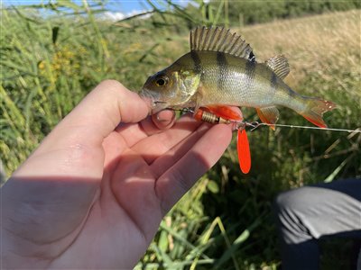 Aborre (Perca fluviatilis) Fanget ved spinnefiskeri. 
Denne aborre blev genudsat. Nordsjælland, (sted ikke oplyst) (Sø / mose) aborrefiskeri, striber, rygfinne, regnorm, majs, spinner