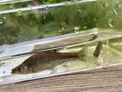 Båndgrundling (Pseudorasbora parva) Fanget ved medefiskeri. Den største af to som var i akvariet efter en times fiskeri
Denne båndgrundling blev hjemtaget. Nordjylland, (sted ikke oplyst) (Sø / mose) båndgrundlingefiskeri, invasiv, art