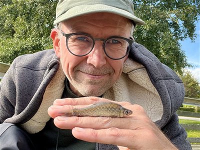 Båndgrundling (Pseudorasbora parva) Fanget ved medefiskeri. 
Denne båndgrundling blev genudsat. Østjylland, (sted ikke oplyst) (Sø / mose) båndgrundlingefiskeri, invasiv, art