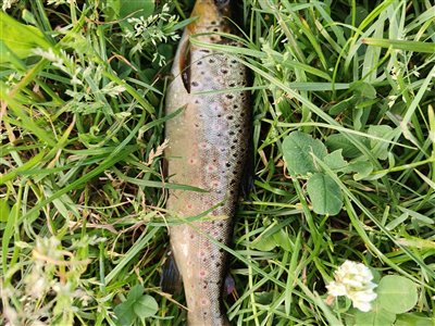 Bækørred (Salmo trutta forma fario) Fanget ved medefiskeri.  Østjylland, (sted ikke oplyst) (Å / bæk) bækørredfiskeri, flue, regnorm, blink, spinner, pletter