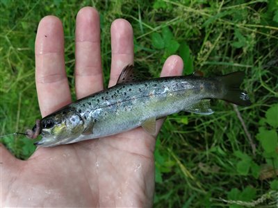 Bækørred (Salmo trutta forma fario) Fanget ved medefiskeri.  Østjylland, (sted ikke oplyst) (Å / bæk) bækørredfiskeri, flue, regnorm, blink, spinner, pletter