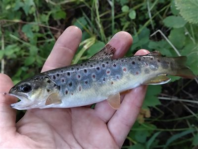 Bækørred (Salmo trutta forma fario) Fanget ved medefiskeri.  Østjylland, (sted ikke oplyst) (Å / bæk) bækørredfiskeri, flue, regnorm, blink, spinner, pletter