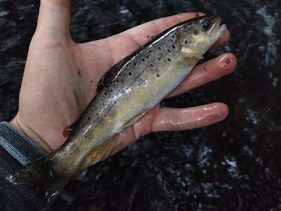 Bækørred (Salmo trutta forma fario) Fanget ved medefiskeri.  Østjylland, (sted ikke oplyst) (Å / bæk) bækørredfiskeri, flue, regnorm, blink, spinner, pletter