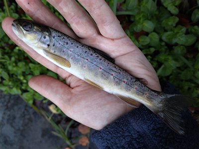 Bækørred (Salmo trutta forma fario) Fanget ved medefiskeri.  Østjylland, (sted ikke oplyst) (Å / bæk) bækørredfiskeri, flue, regnorm, blink, spinner, pletter