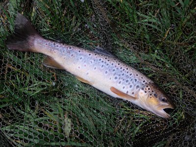 Bækørred (Salmo trutta forma fario) Fanget ved medefiskeri. Bækørred fra Gudenåen. Østjylland, Gudenåen (Å / bæk) bækørredfiskeri, flue, regnorm, blink, spinner, pletter