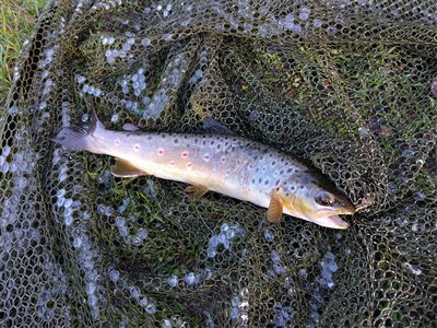 Bækørred (Salmo trutta forma fario) Fanget ved medefiskeri.  Østjylland, Lundum Lystfiskersø (Put & Take) bækørredfiskeri, flue, regnorm, blink, spinner, pletter