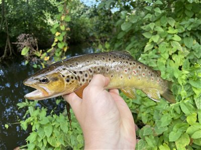 Bækørred (Salmo trutta forma fario) Fanget ved medefiskeri. 
Denne bækørred blev hjemtaget. For en gangs skyld :)
Den anden var samme størrelse og blev genudsat Nordsjælland, (sted ikke oplyst) (Å / bæk) bækørredfiskeri, flue, regnorm, blink, spinner, pletter