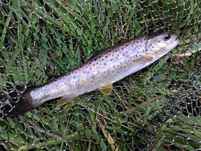 Bækørred (Salmo trutta forma fario) Fanget ved medefiskeri.  Østjylland, Gudenåen (Å / bæk) bækørredfiskeri, flue, regnorm, blink, spinner, pletter