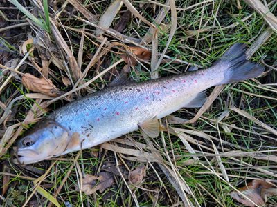 Bækørred (Salmo trutta forma fario) Fanget ved medefiskeri.  Østjylland, Gudenåen (Å / bæk) bækørredfiskeri, flue, regnorm, blink, spinner, pletter