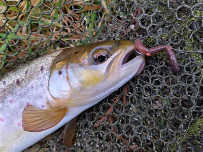 Bækørred (Salmo trutta forma fario) Fanget ved medefiskeri.  Østjylland, Gudenåen (Å / bæk) bækørredfiskeri, flue, regnorm, blink, spinner, pletter