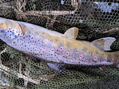 Bækørred (Salmo trutta forma fario) Fanget ved medefiskeri. 
Denne bækørred blev genudsat. Østjylland, (sted ikke oplyst) (Fjord) bækørredfiskeri, flue, regnorm, blink, spinner, pletter