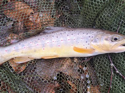 Bækørred (Salmo trutta forma fario) Fanget ved medefiskeri. 
Denne bækørred blev genudsat. Østjylland, (sted ikke oplyst) (Å / bæk) bækørredfiskeri, flue, regnorm, blink, spinner, pletter