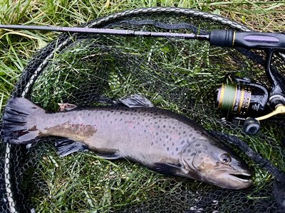 Bækørred (Salmo trutta forma fario) Fanget ved spinnefiskeri. 
Denne bækørred blev hjemtaget. Syd- og Sønderjylland, (sted ikke oplyst) (Put & Take) bækørredfiskeri, flue, regnorm, blink, spinner, pletter