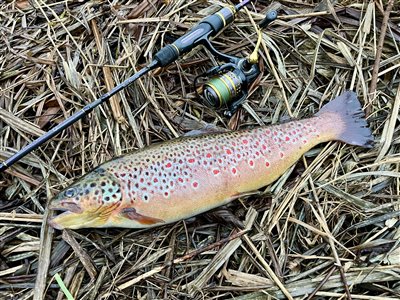 Bækørred (Salmo trutta forma fario) Fanget ved spinnefiskeri. 
Denne bækørred blev hjemtaget. Syd- og Sønderjylland, (sted ikke oplyst) (Put & Take) bækørredfiskeri, flue, regnorm, blink, spinner, pletter