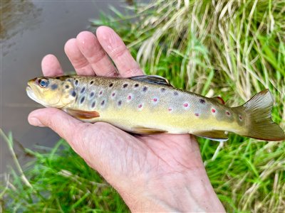 Bækørred (Salmo trutta forma fario) Fanget ved spinnefiskeri. 
Denne bækørred blev genudsat. Syd- og Sønderjylland, (sted ikke oplyst) (Å / bæk) bækørredfiskeri, flue, regnorm, blink, spinner, pletter