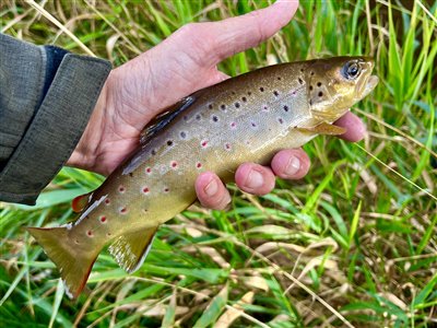 Bækørred (Salmo trutta forma fario) Fanget ved spinnefiskeri. 
Denne bækørred blev genudsat. Syd- og Sønderjylland, (sted ikke oplyst) (Å / bæk) bækørredfiskeri, flue, regnorm, blink, spinner, pletter