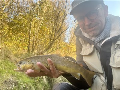 Bækørred (Salmo trutta forma fario) Fanget ved spinnefiskeri. 
Denne bækørred blev genudsat. Syd- og Sønderjylland, (sted ikke oplyst) (Å / bæk) bækørredfiskeri, flue, regnorm, blink, spinner, pletter