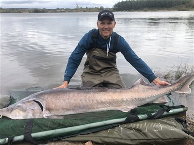 Belugastør (Huso huso) Fanget ved medefiskeri. 
Denne belugastør blev genudsat. Vest- og Sydsjælland, Nordvestsjællands Fiskepark (Put & Take) belugastørfiskeri, kaviar, put and take