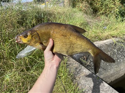 Brasen (Abramis brama) Fanget ved medefiskeri. 
Denne brasen blev genudsat. Nordsjælland, (sted ikke oplyst) (Å / bæk) brasenfiskeri, fredfisk, majs, regnorm