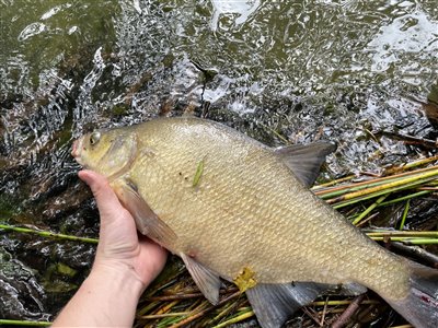 Brasen (Abramis brama) Fanget ved medefiskeri. 
Denne brasen blev genudsat.
En fin brasen fra mølleåen, ikke aborren jeg leder efter, men det var da sjovt at se de også er her Nordsjælland, Mølleå (Å / bæk) brasenfiskeri, fredfisk, majs, regnorm