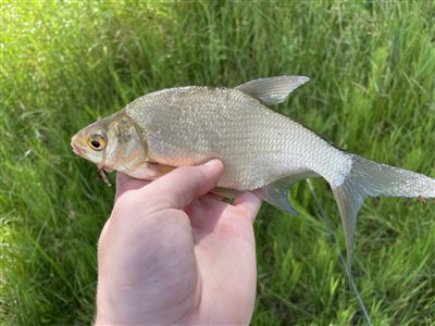 Brasen (Abramis brama) Fanget ved medefiskeri. Lille bitte brasen Nordsjælland, (sted ikke oplyst) (Sø / mose) brasenfiskeri, fredfisk, majs, regnorm